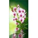 Купить Декоративное панно VIP Орхидея 261х134 (6л)  в Клетне в Интернет-магазине Remont Doma