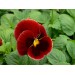 Купить Удобрение Агровита для цветов Универсальное 100г в Клетне в Интернет-магазине Remont Doma