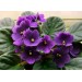 Грунт для сенполий 2,5л Нов-Агро Всё для комнатных растений- Каталог Remont Doma